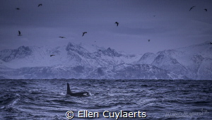 Looking for orcas on icy Norwegian days between the fjords. by Ellen Cuylaerts 